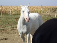/album/looks-like-a-boon/p9183464-jpg/